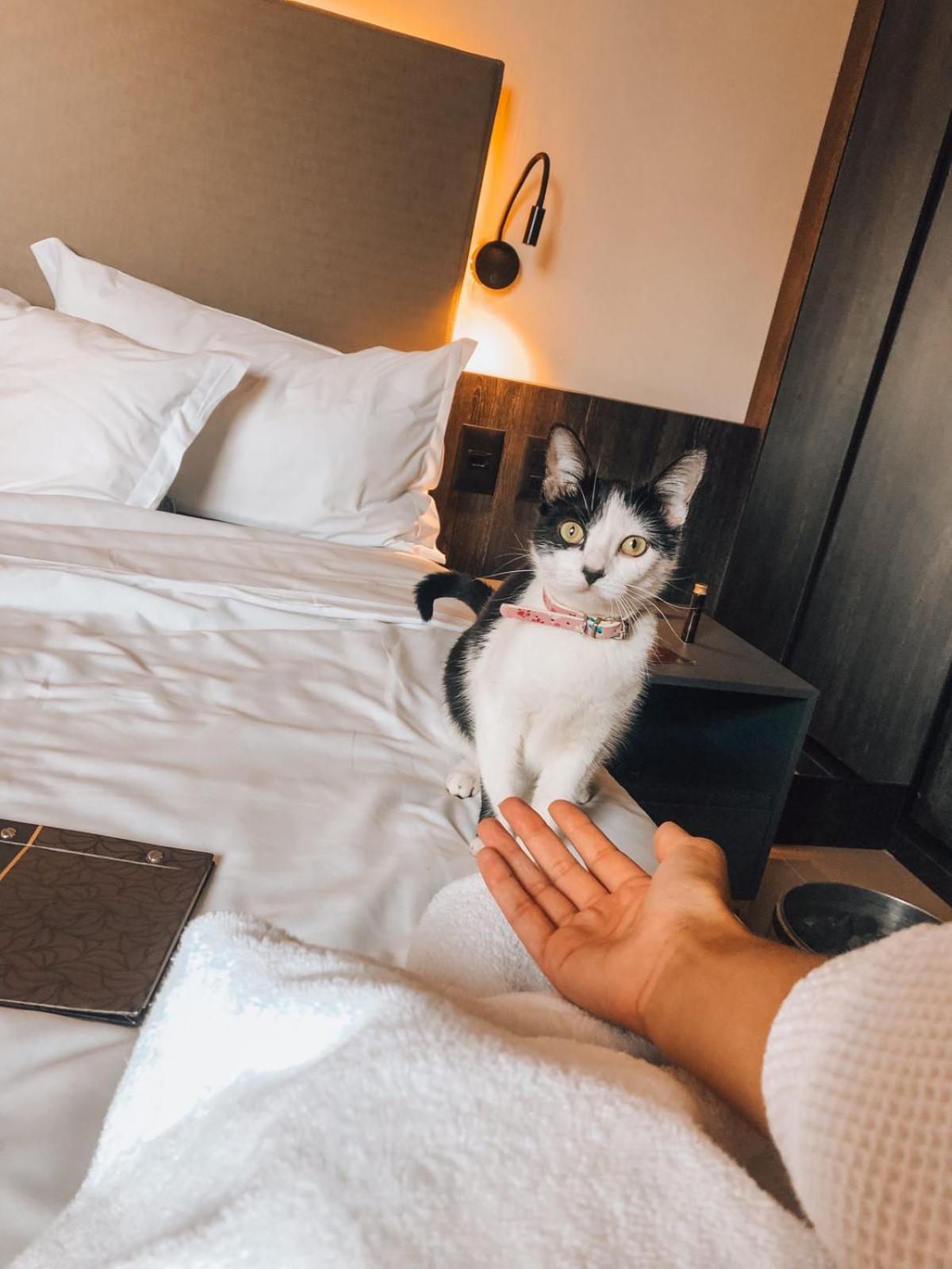 Royal Boutique Savassi Hotel Belo Horizonte Bagian luar foto A cat at the hotel